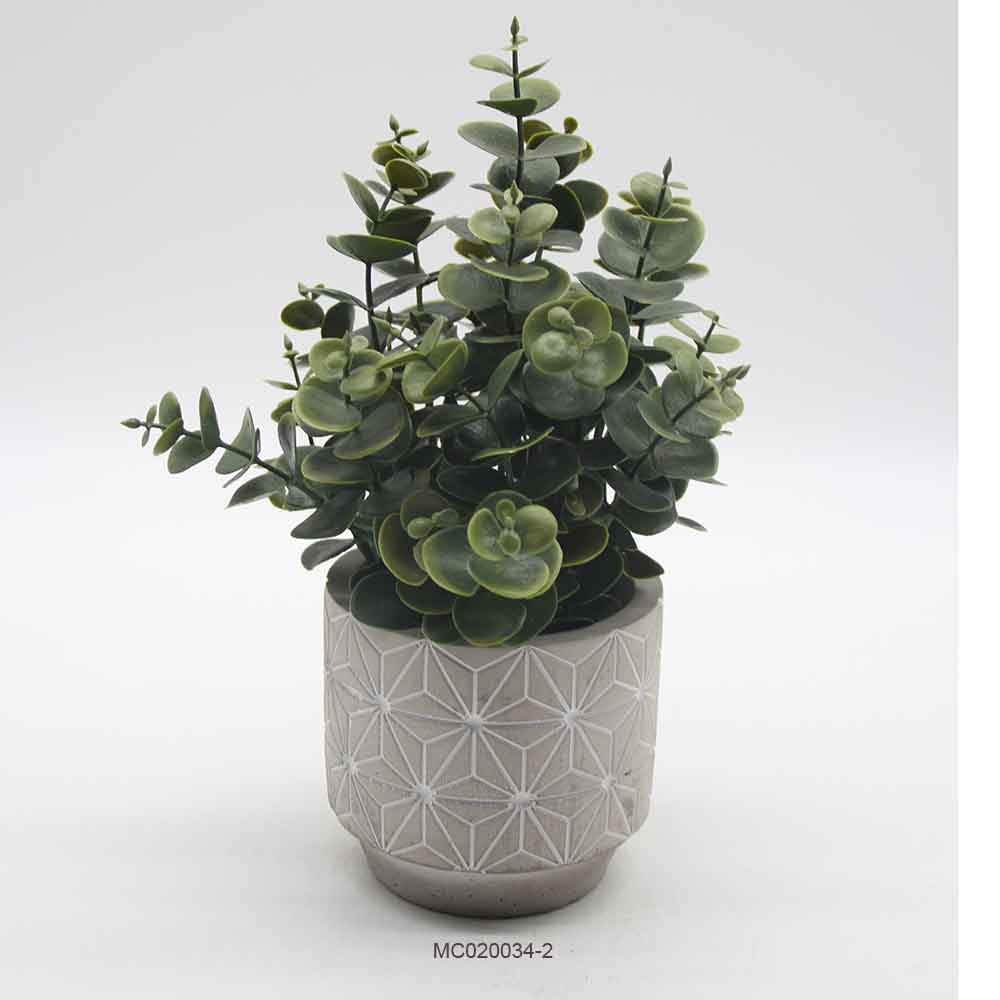 Eucalyptus with Pot