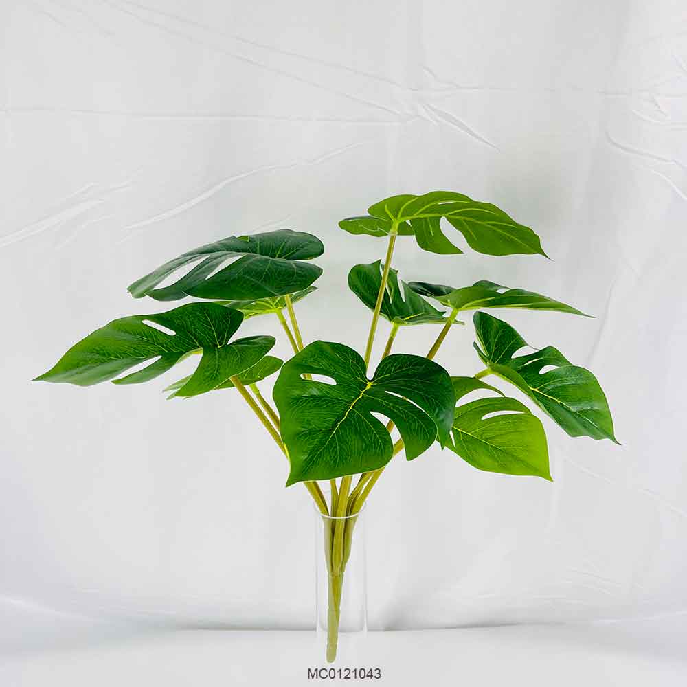 Monstera Stem