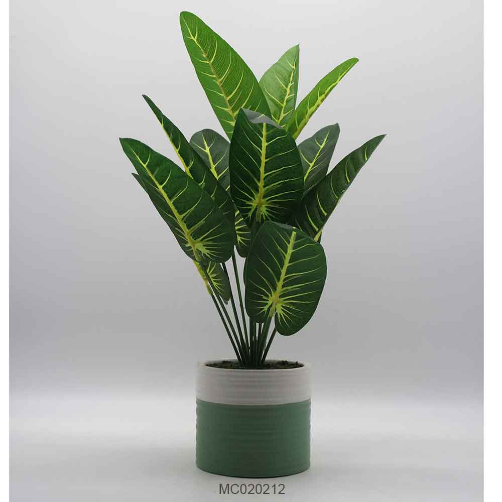 Caladium Leaves with Pot