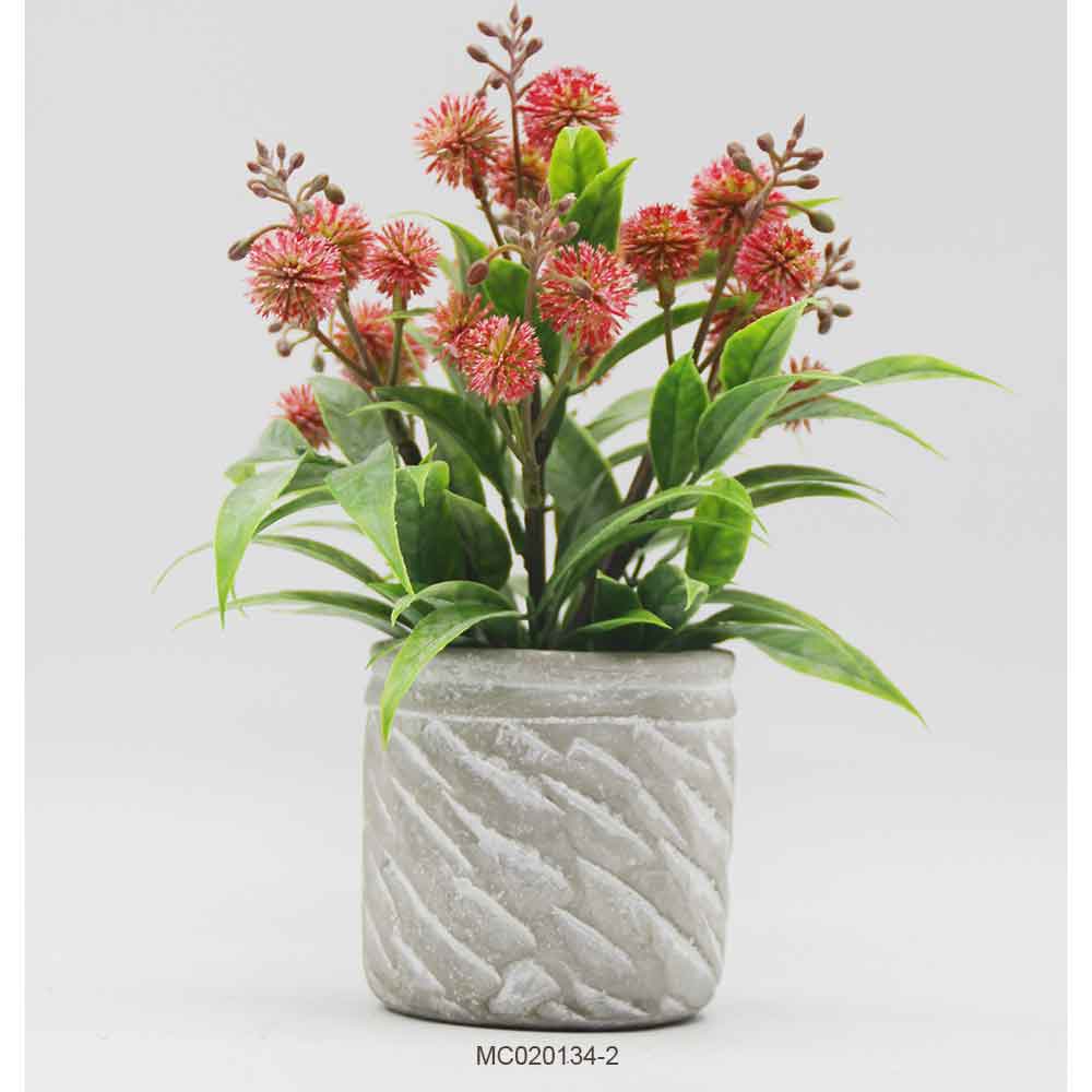 Dandelion with Pot