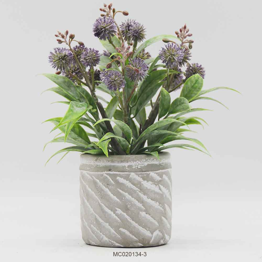 Dandelion with Pot