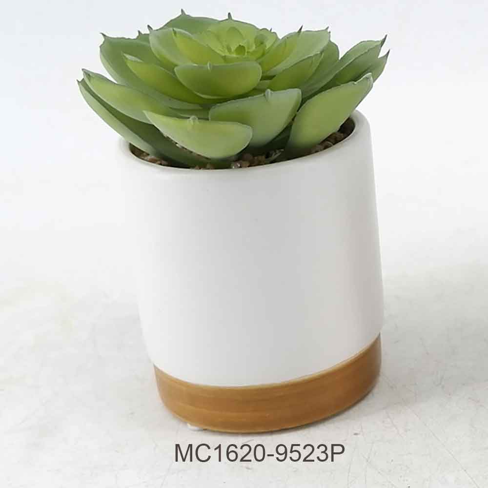 Succulent with Pot Series A