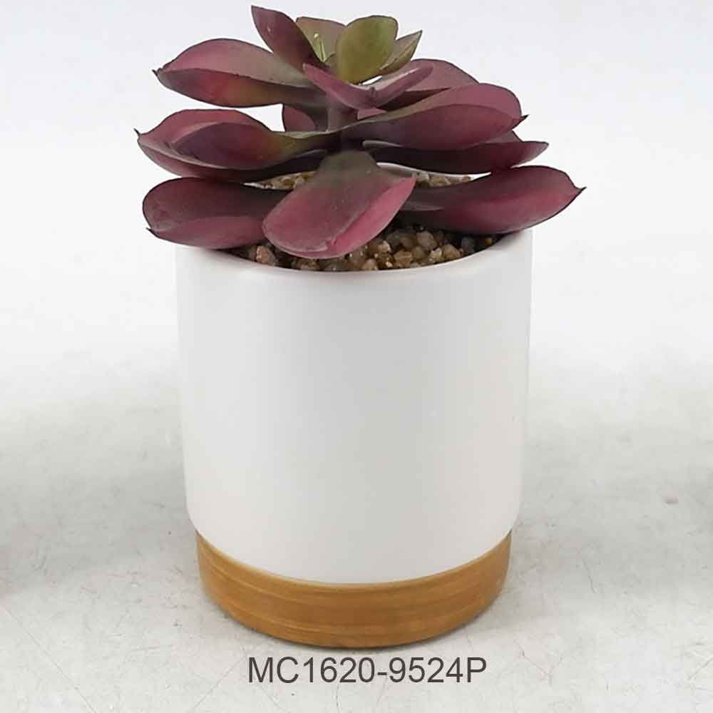 Succulent with Pot Series A