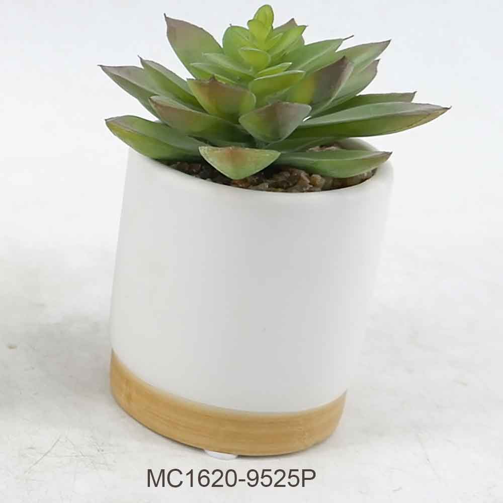 Succulent with Pot Series A