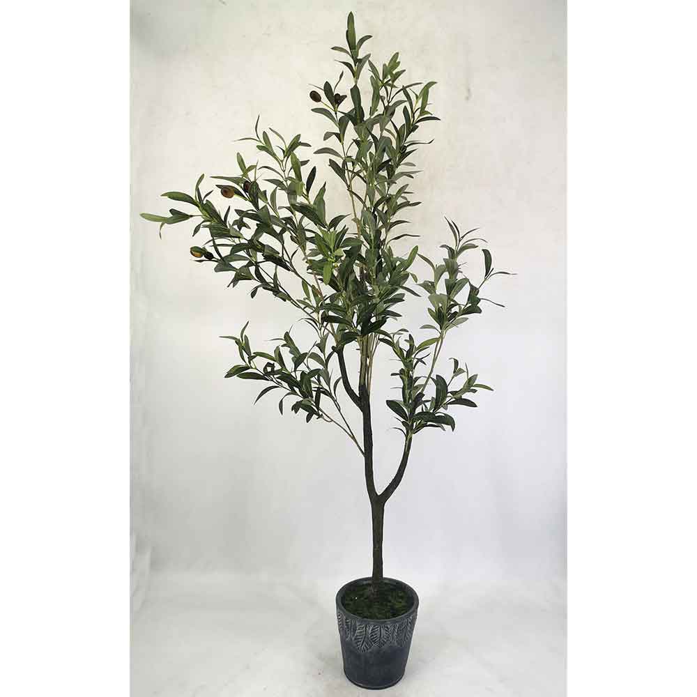 MC22-11795S Olive tree