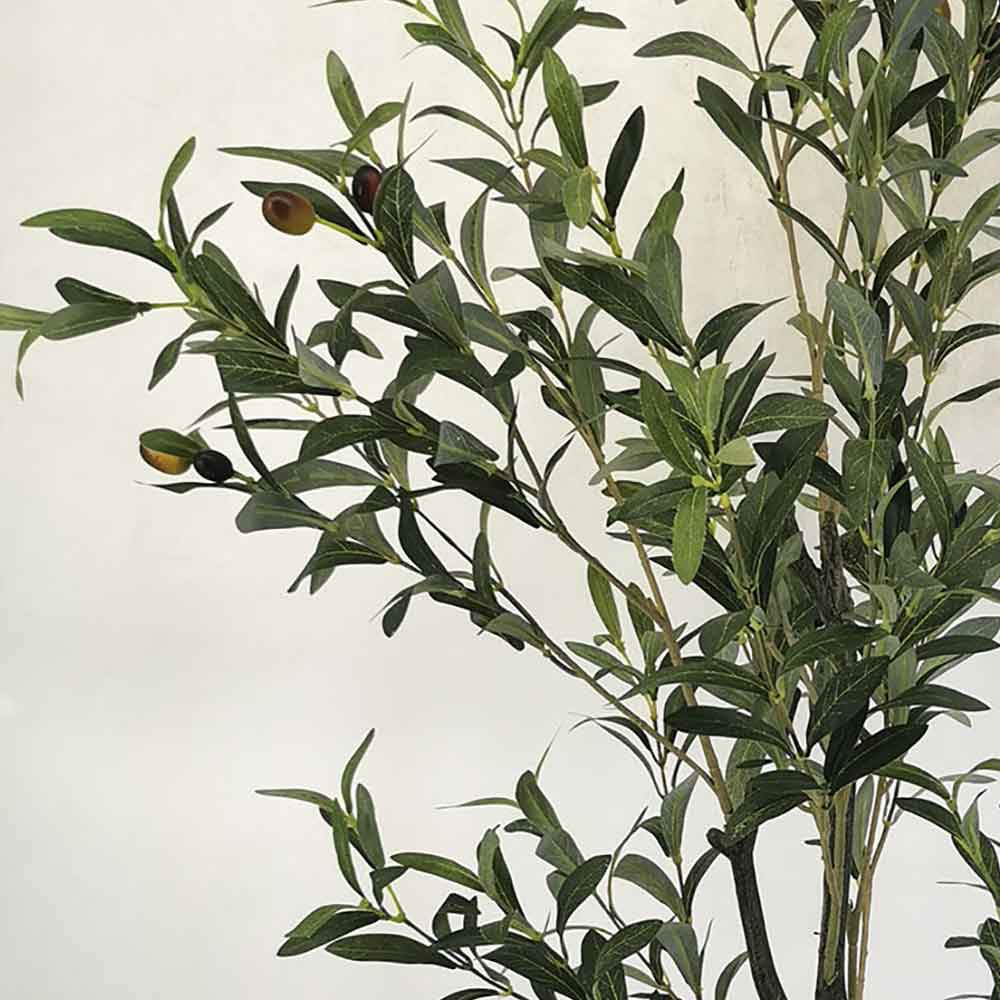 MC22-11795S Olive tree