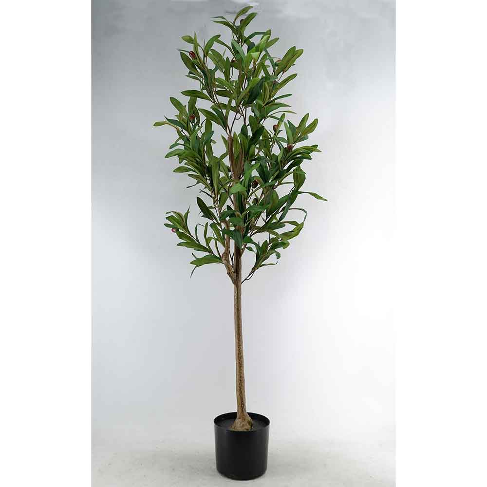 MC22-11954J Olive tree