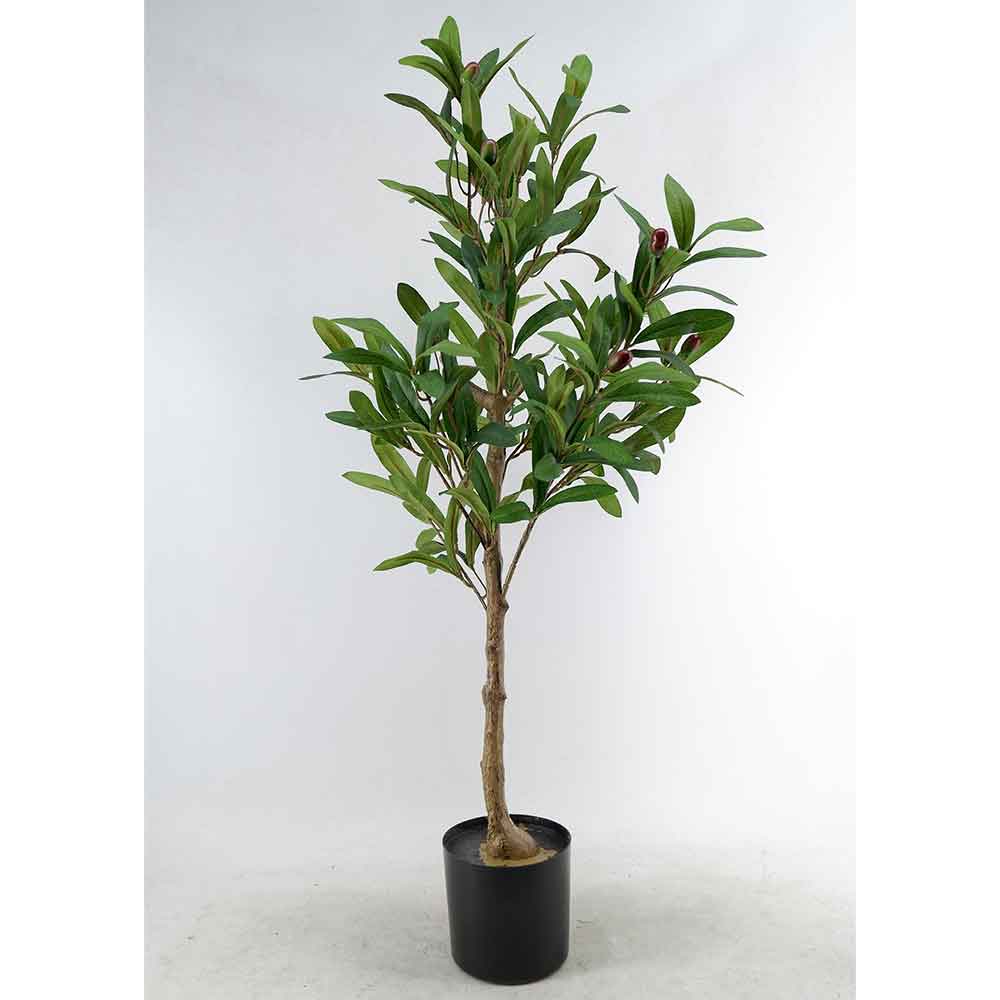 MC22-11955J Olive tree