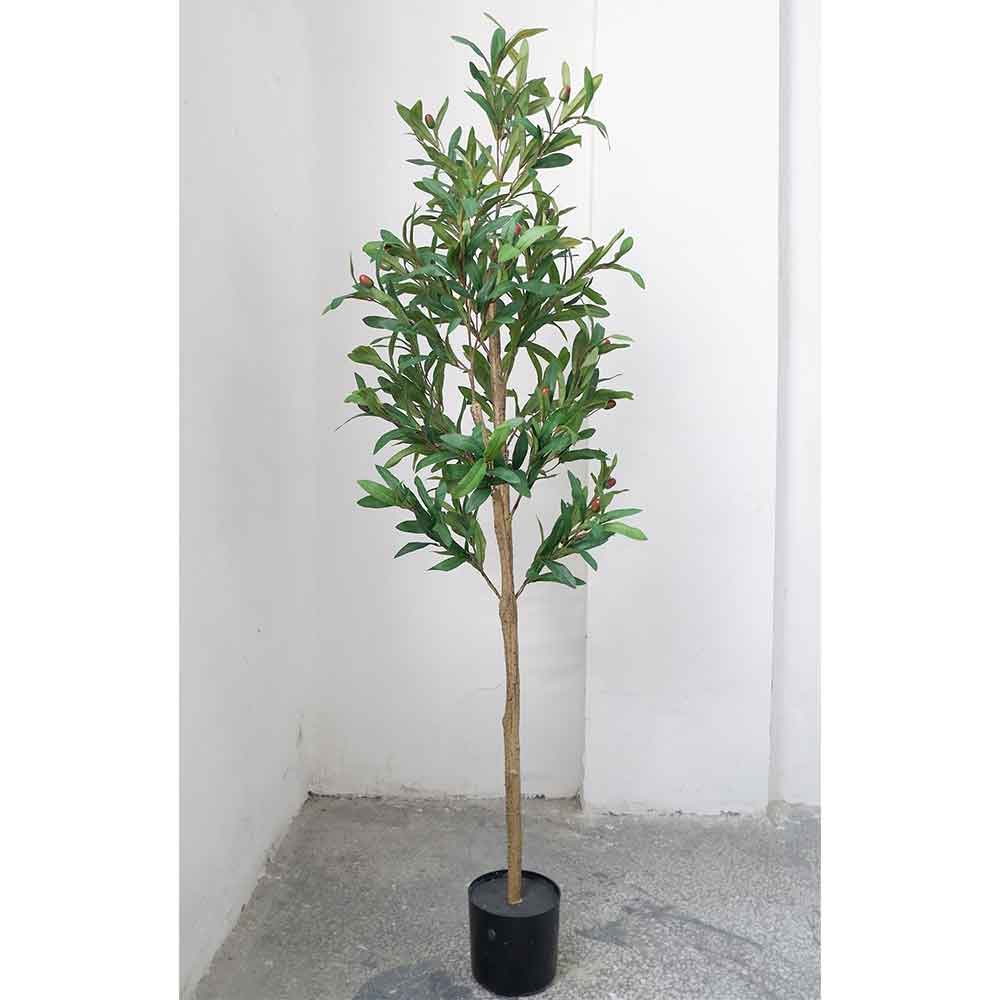 MC22-11956J Olive tree