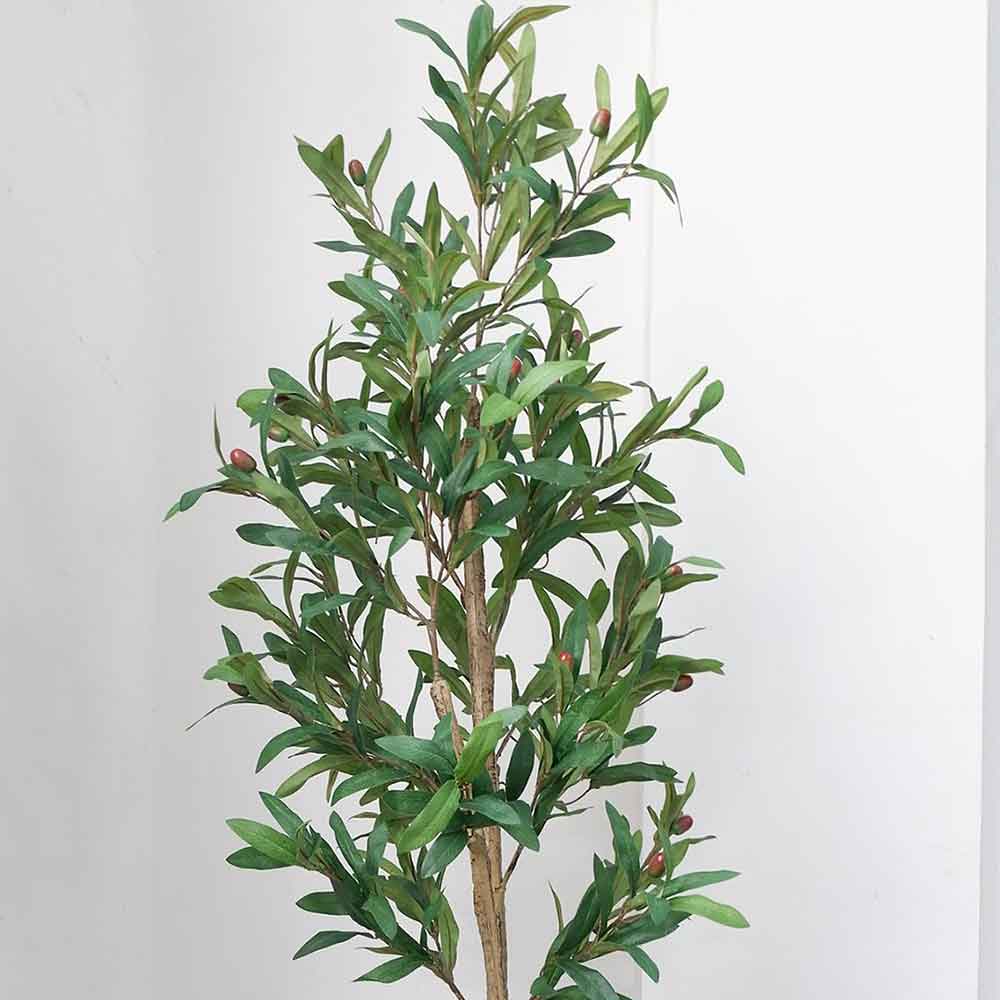 MC22-11956J Olive tree