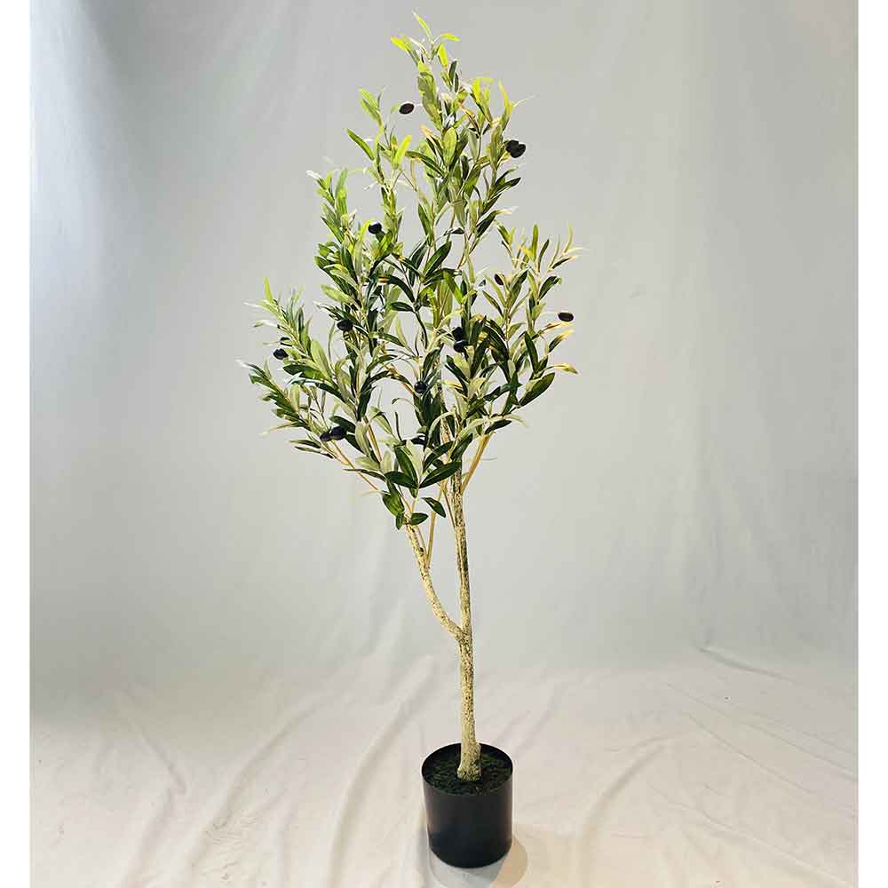 MC120-3 Olive tree