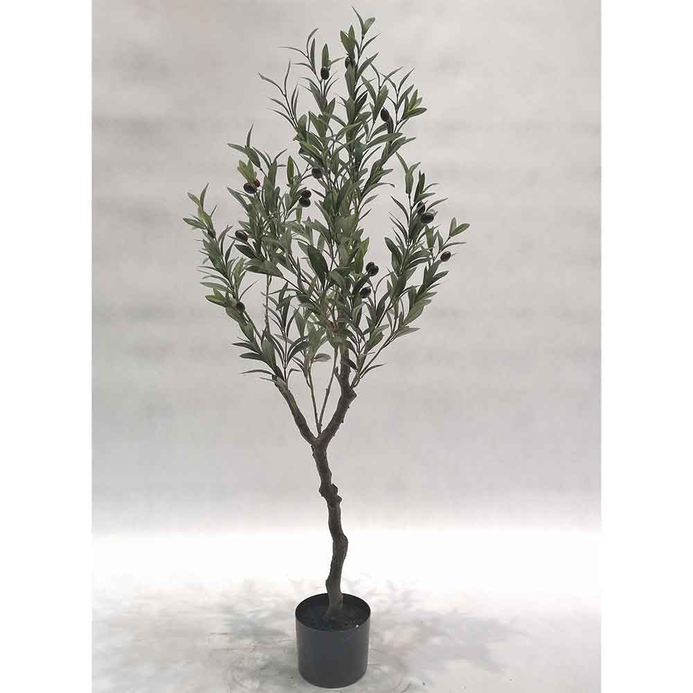 MC121-5 Olive tree