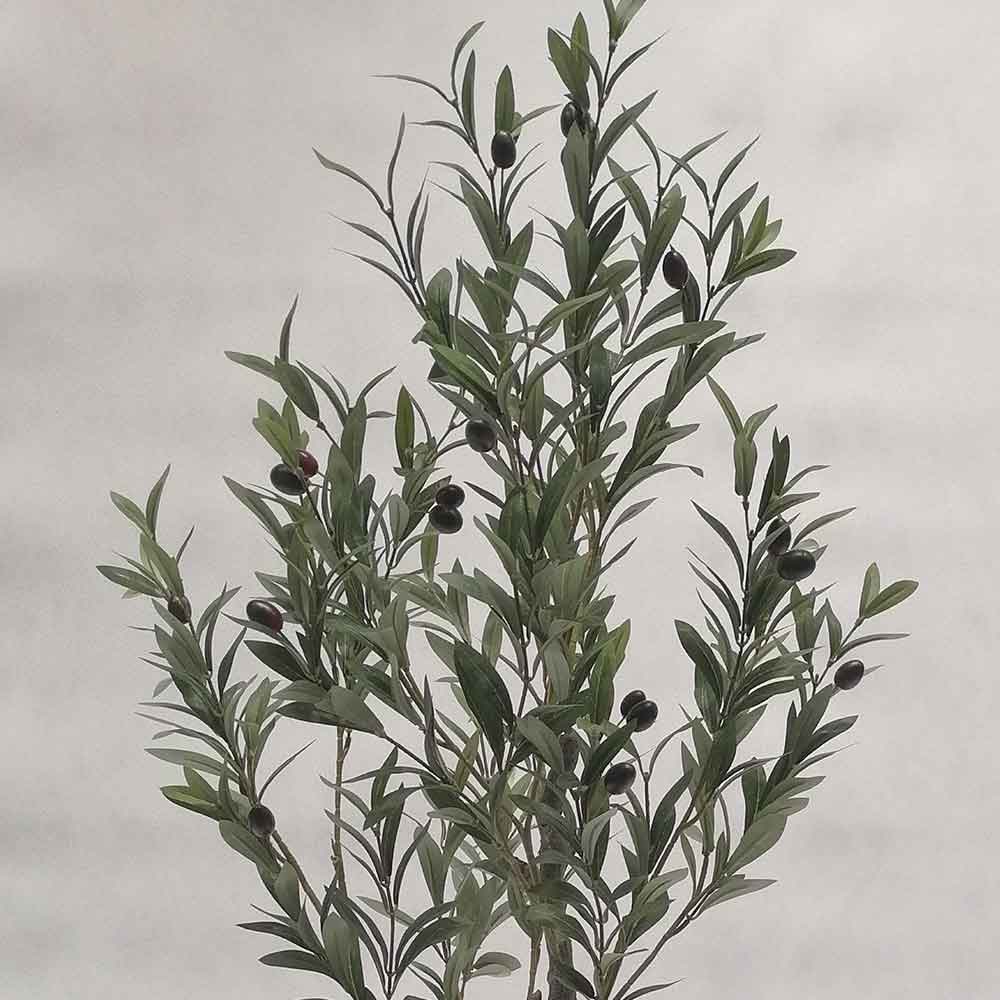 MC121-5 Olive tree