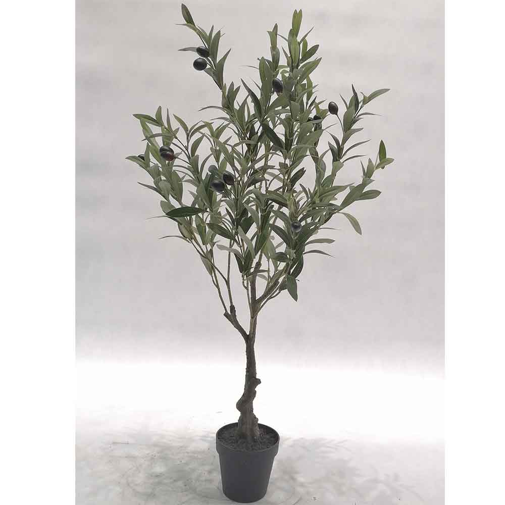 MC121-6 Olive tree