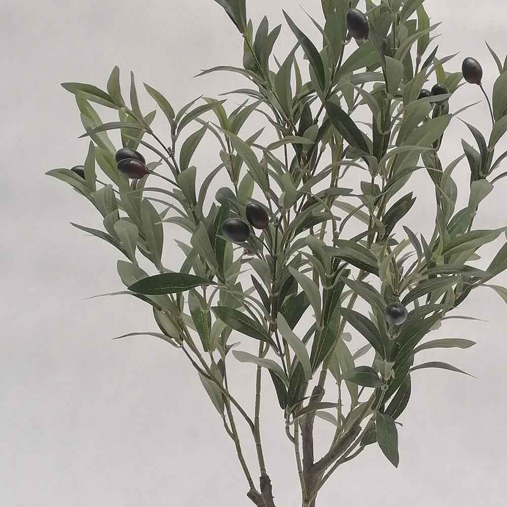 MC121-6 Olive tree