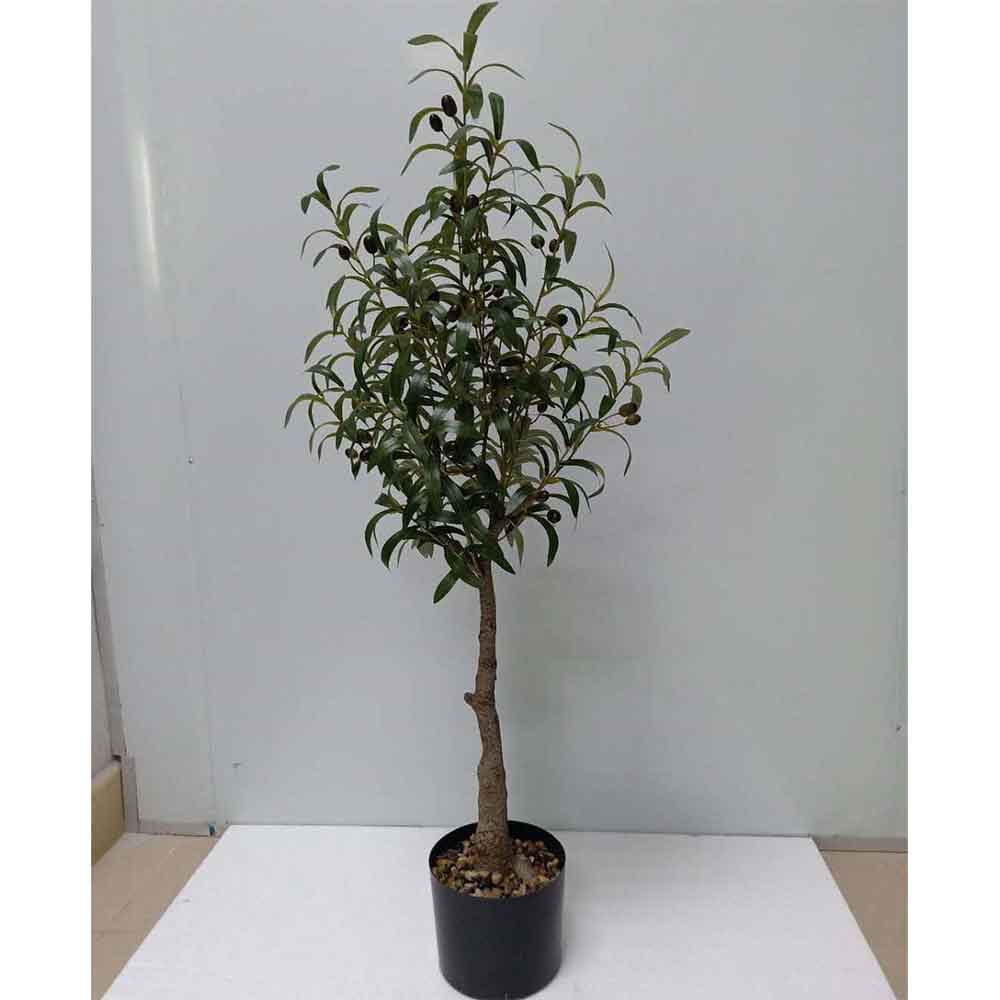 MC2544 Olive tree