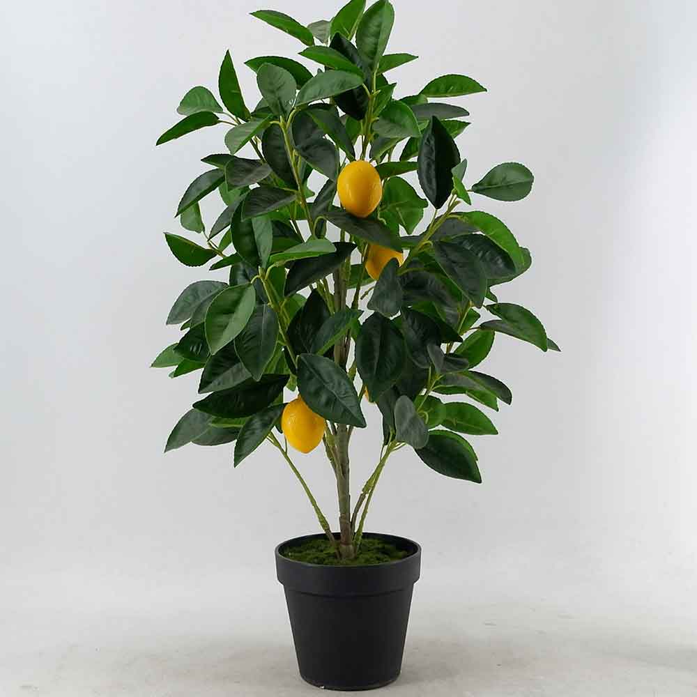 MC21-10655J Lemon tree