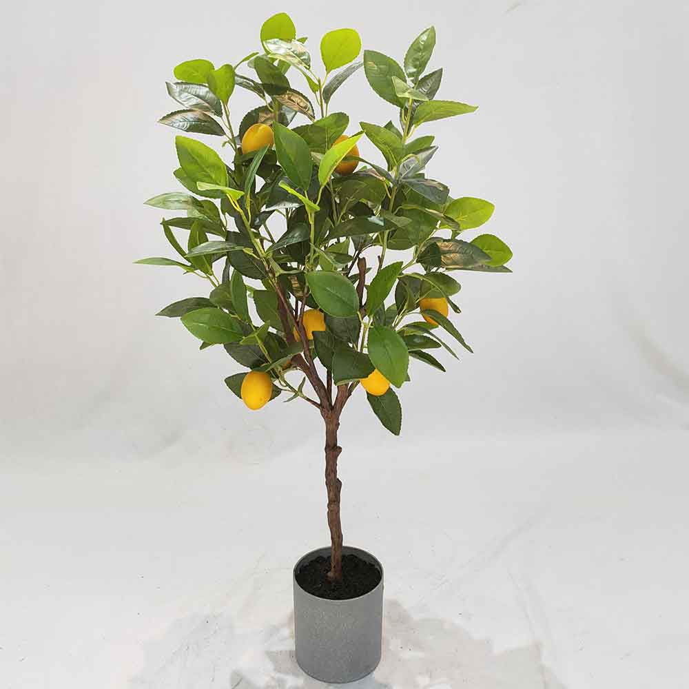 MC102-4 Lemon tree