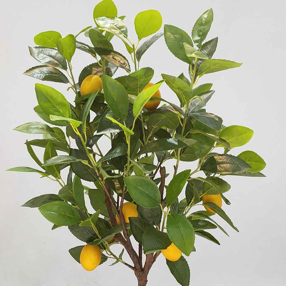 MC102-4 Lemon tree