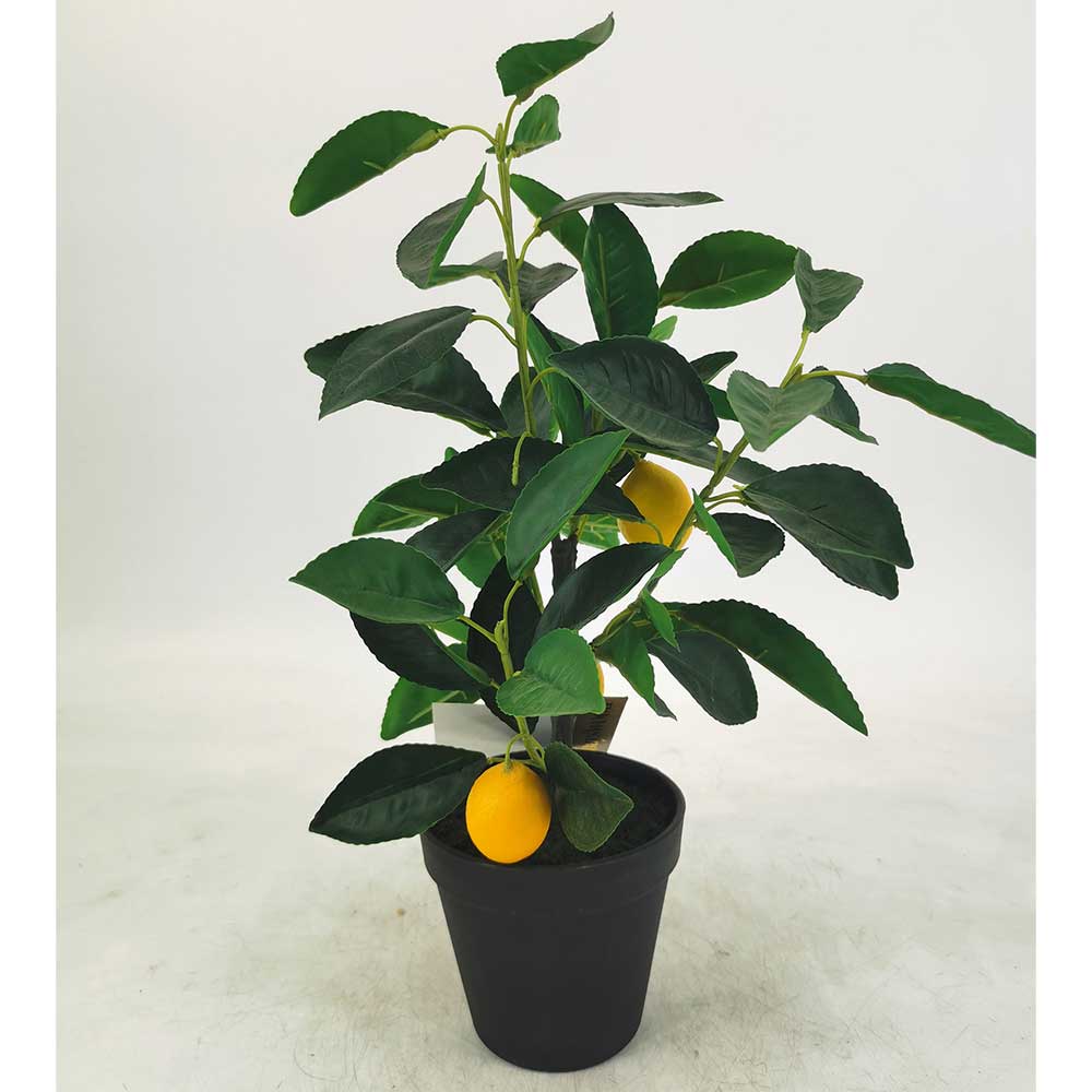 MC21-10864J Lemon tree