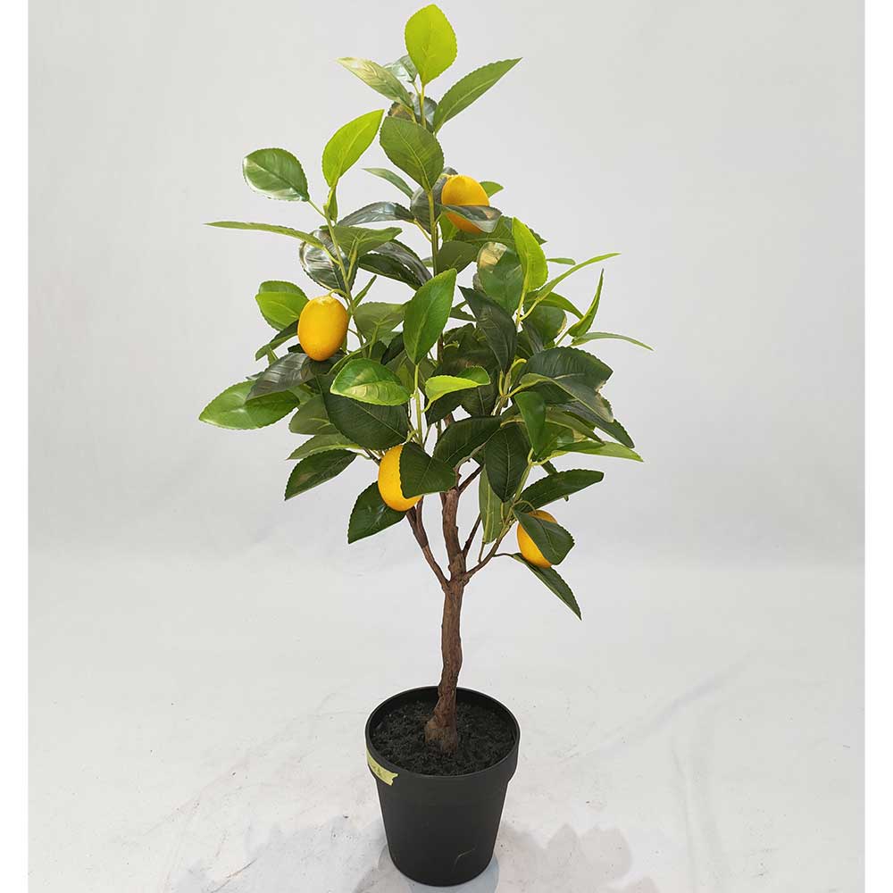 MC102-5 Lemon tree