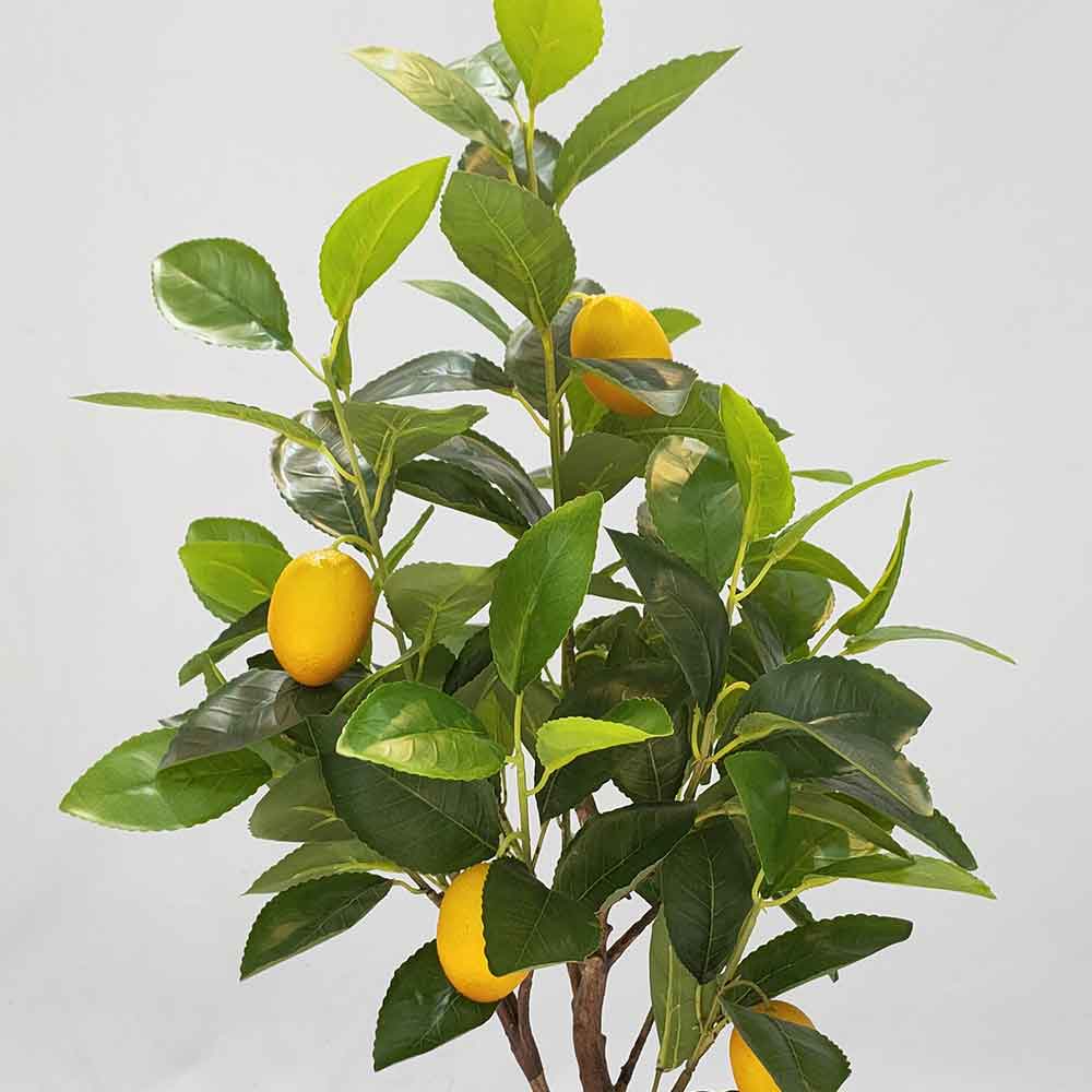 MC102-5 Lemon tree