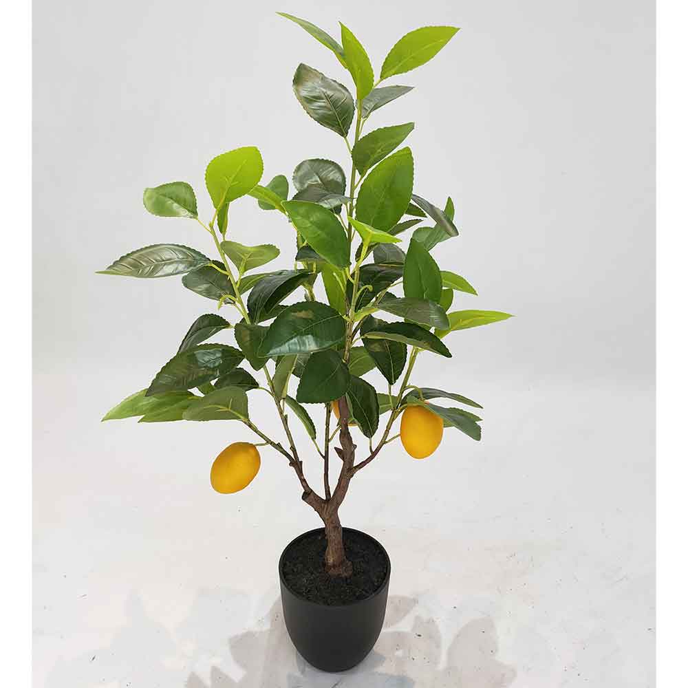 MC102-6 Lemon tree