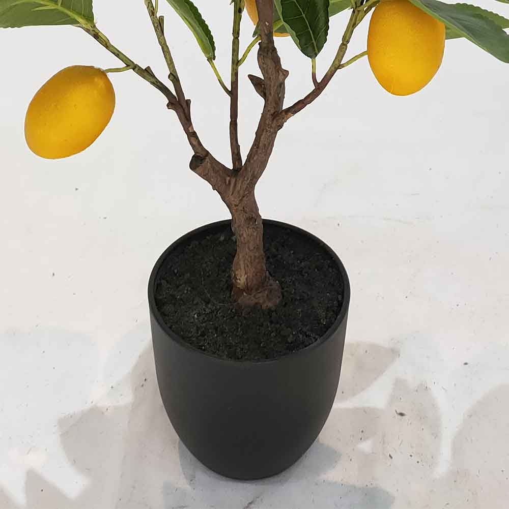 MC102-6 Lemon tree