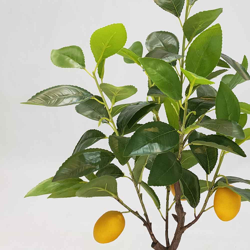 MC102-6 Lemon tree