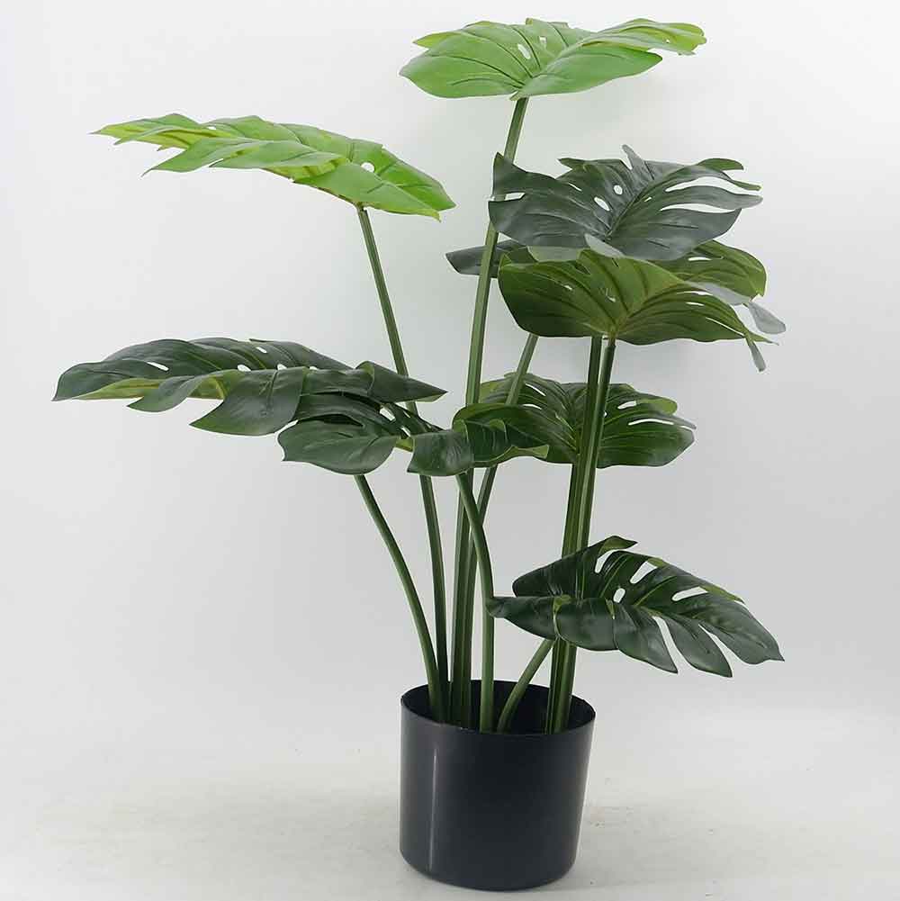 MC19-7570J Monstera