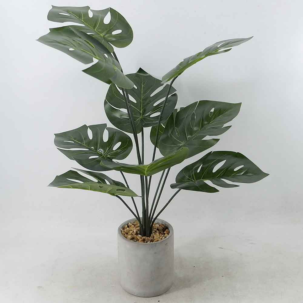 MC21-10501S Monstera