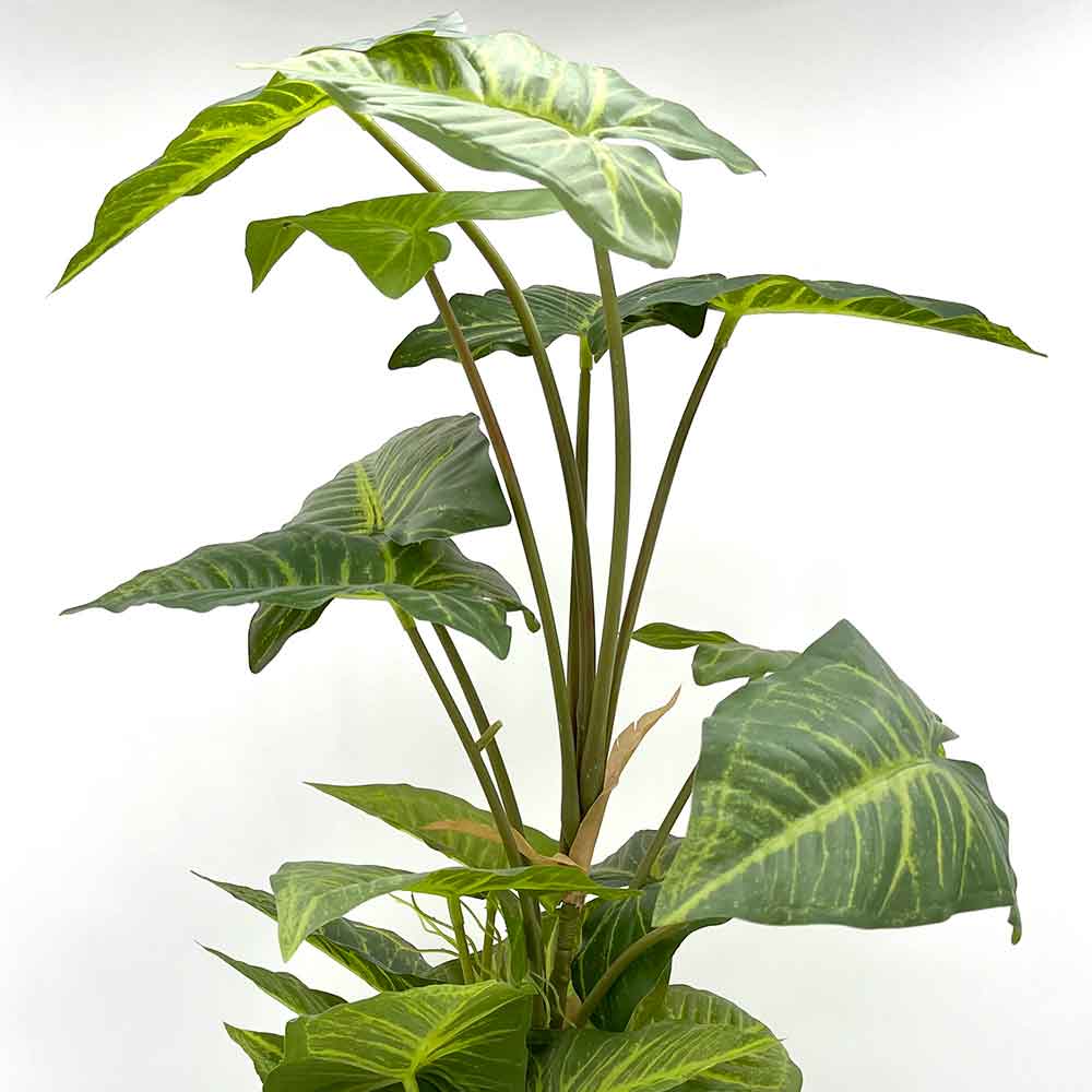 MC22-01080 Monstera