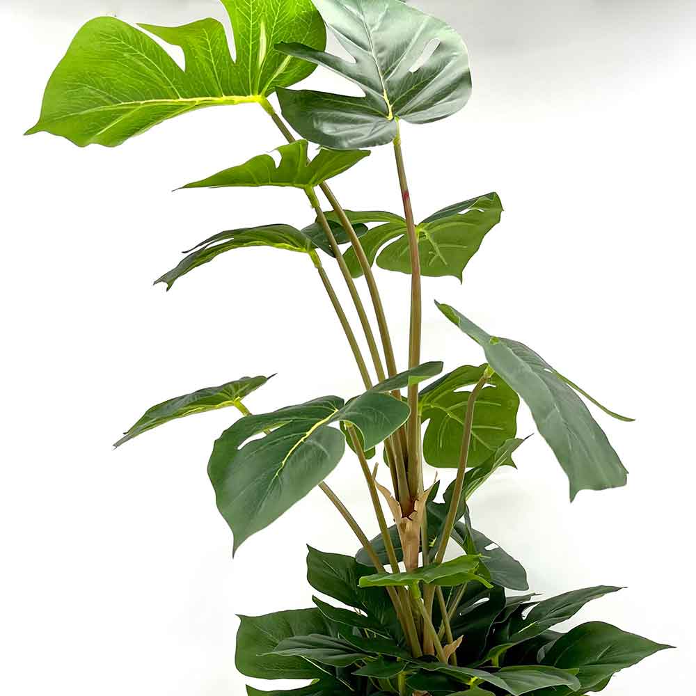 MC22-01079 Monstera