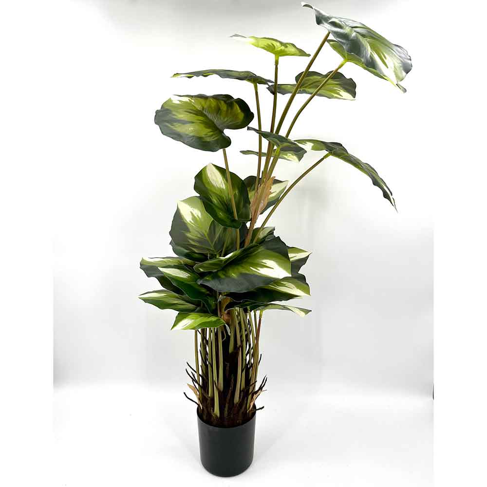 MC22-01081 Monstera