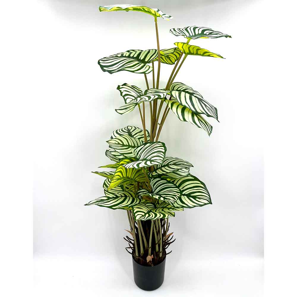 MC22-01083 Monstera