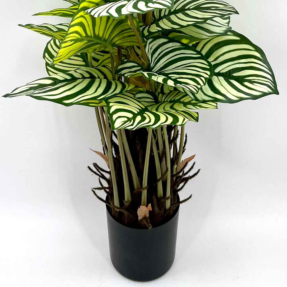 MC22-01083 Monstera