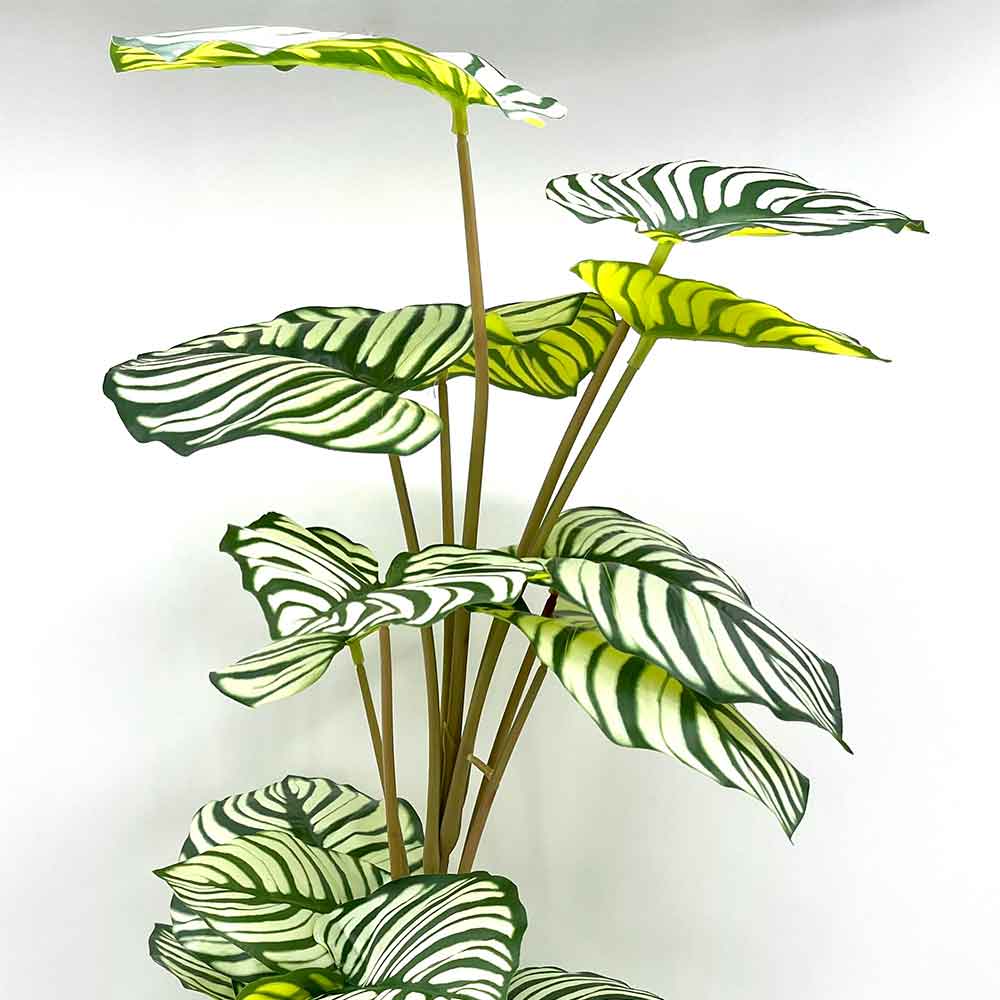 MC22-01083 Monstera