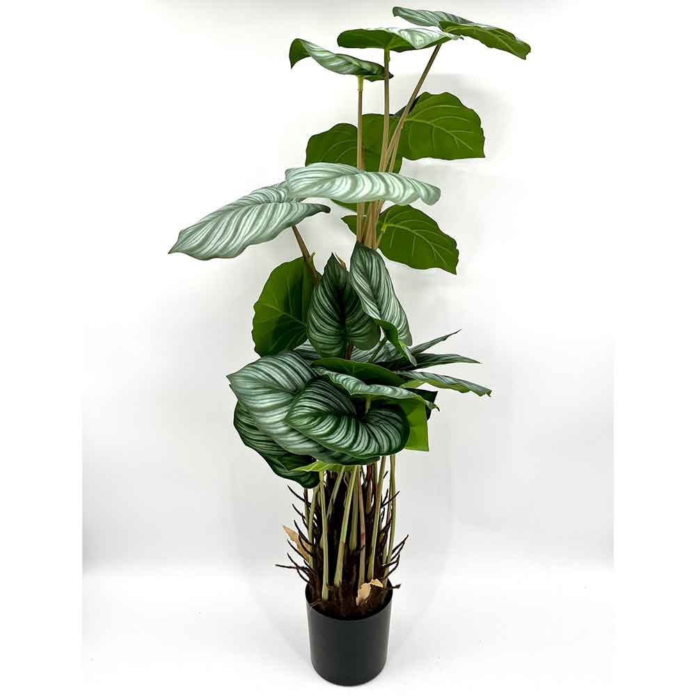 MC22-01085 Monstera