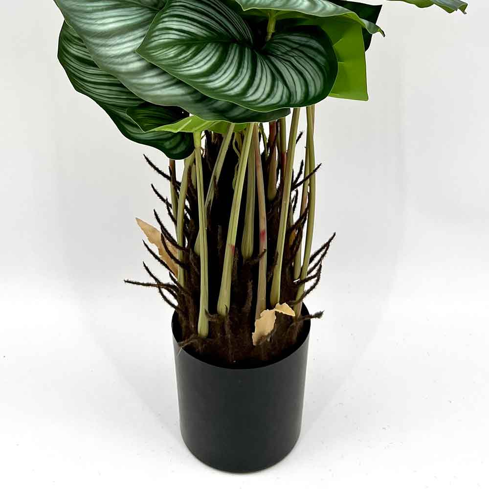 MC22-01085 Monstera