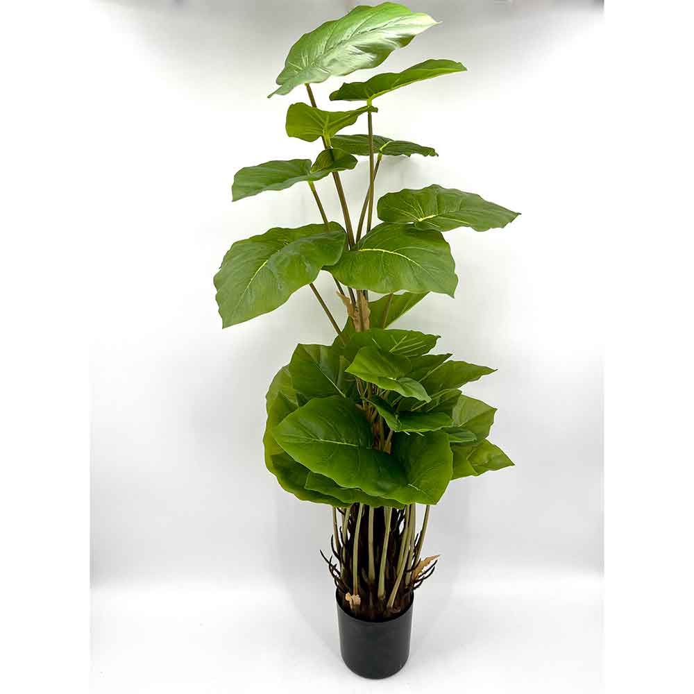 MC22-01086 Monstera