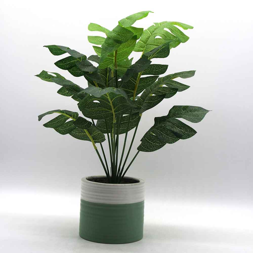 MC0216 Monstera