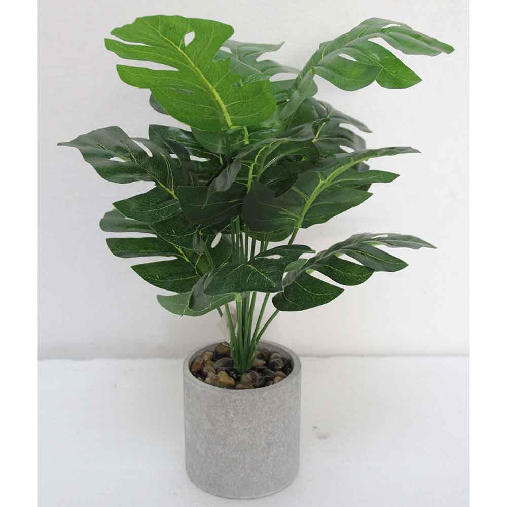 MC2609 Monstera