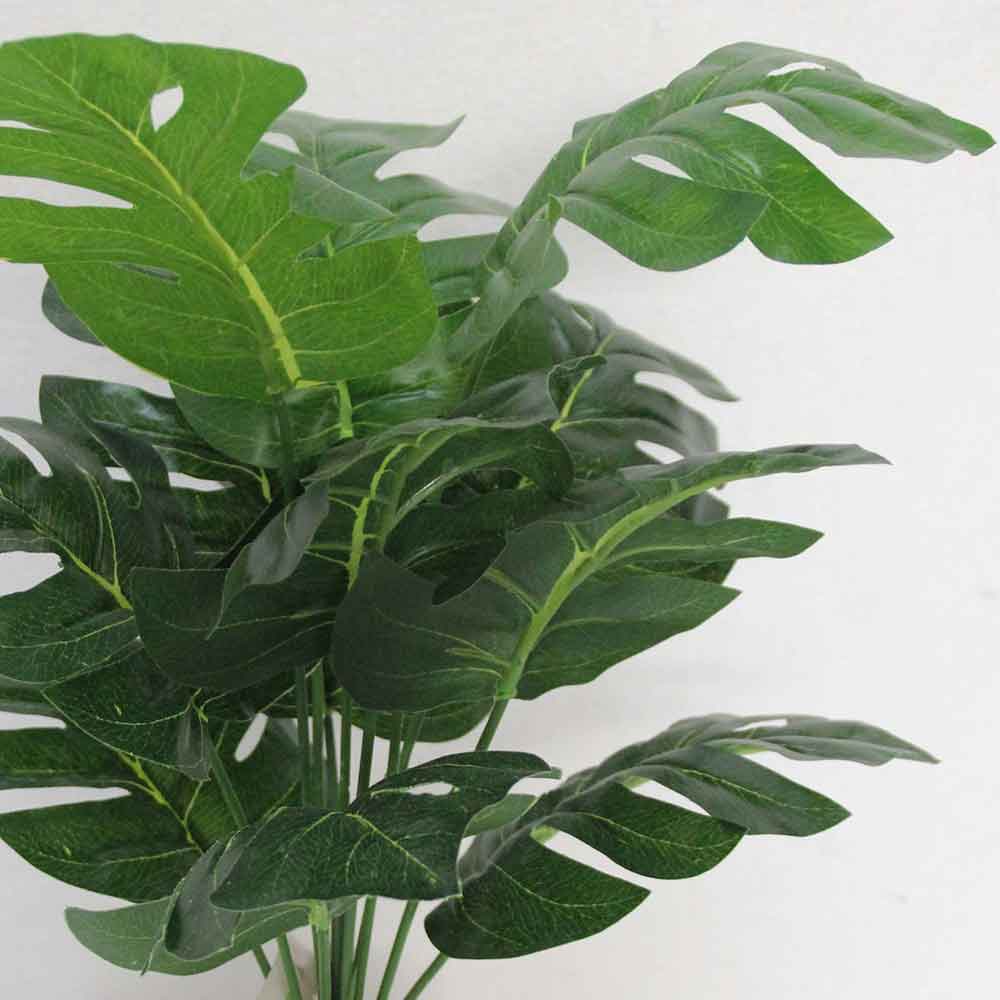 MC2609 Monstera