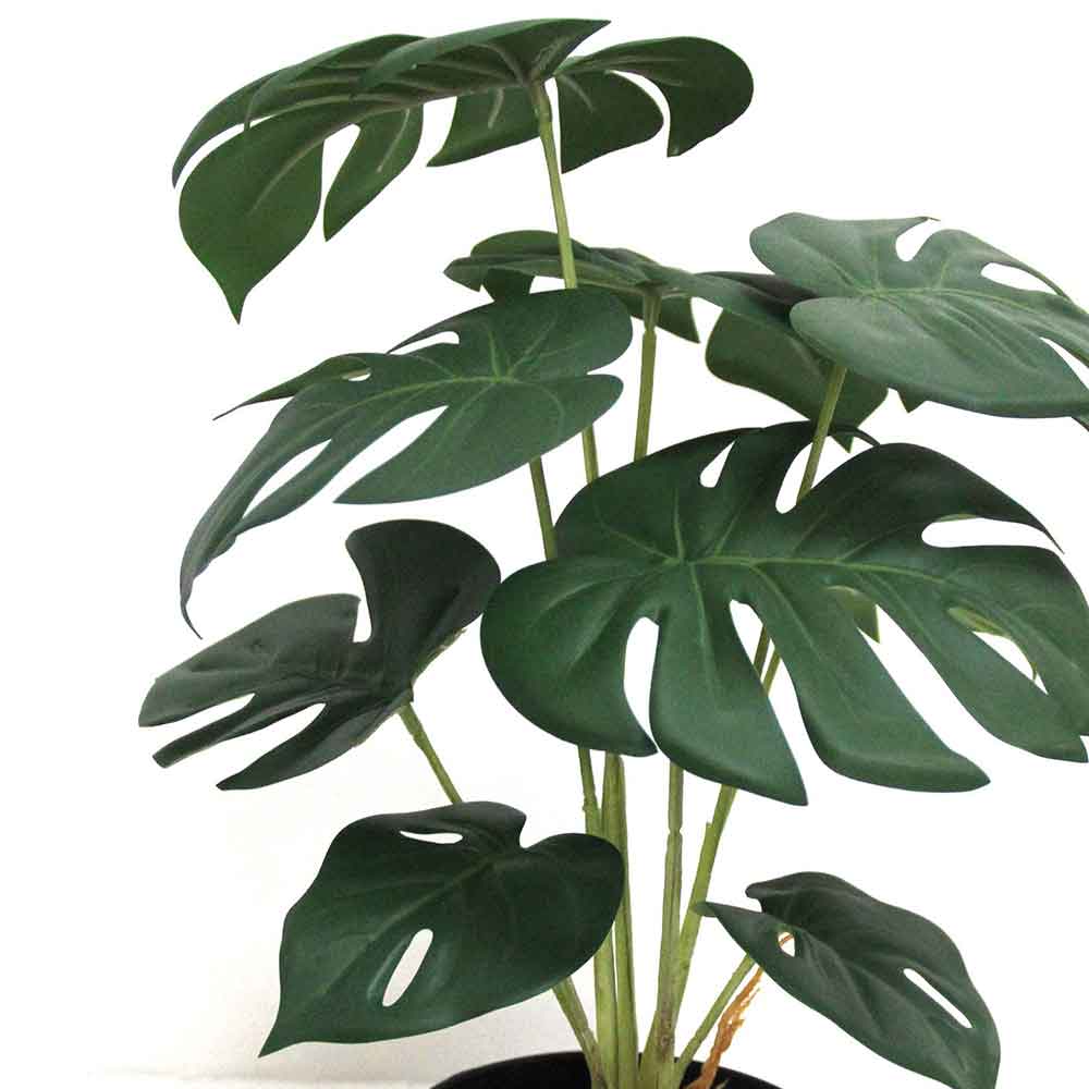 MC2775 Monstera