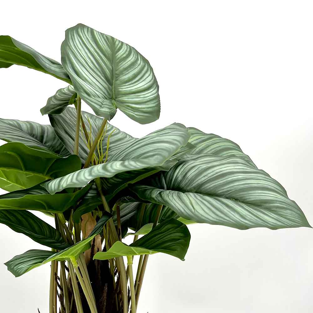 MC22-01076 Monstera