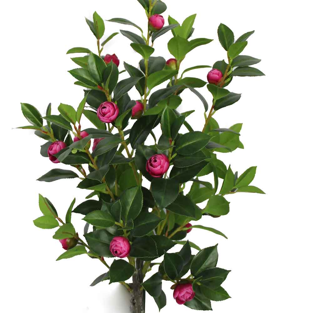 MC2997 Camellia 