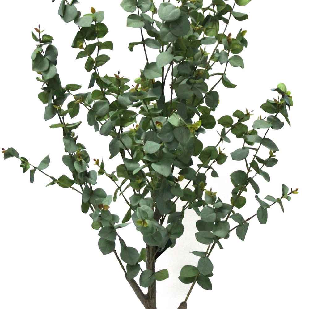 MC2720 Eucalyptus