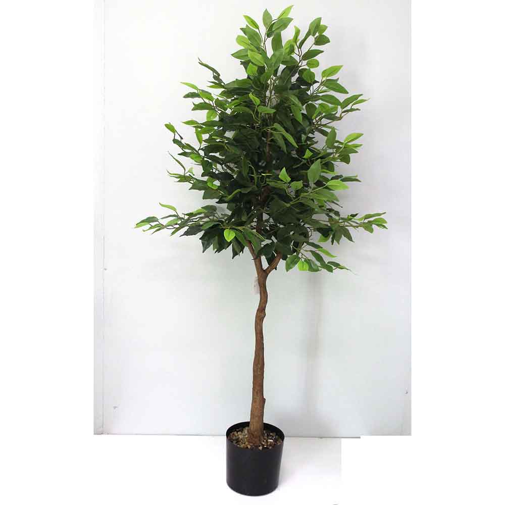 MC2540 Ficus