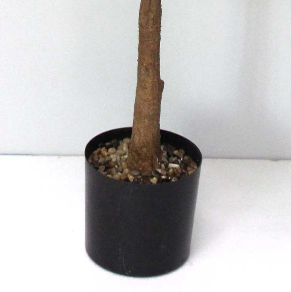 MC2540 Ficus