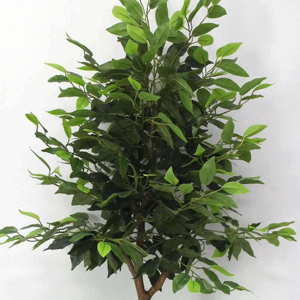 MC2540 Ficus